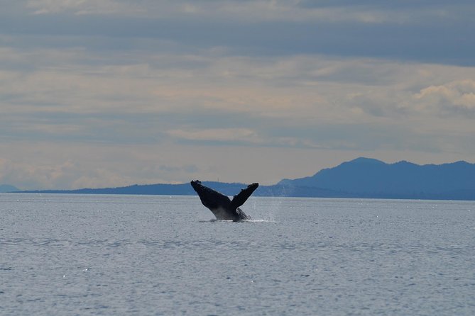 Zodiac Boat Whale and Wildlife 4-Hour Tour from Campbell River - The changing route and Cape Mudge Lighthouse