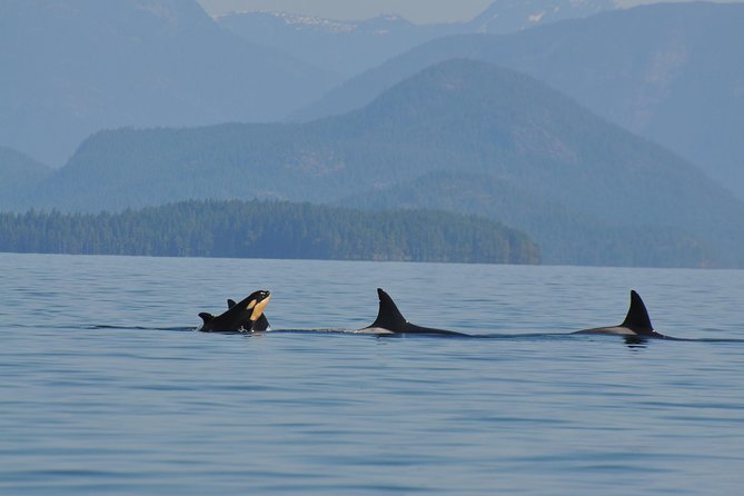 Zodiac Boat Whale and Wildlife 6-Hour Tour from Campbell River - Leaving Campbell River at 9:00 a.m.