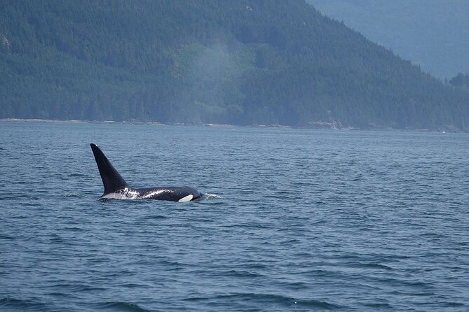 Zodiac Boat Whale and Wildlife 6-Hour Tour from Campbell River - Lunch and hot drinks on the water