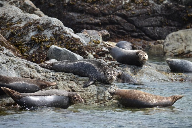 Zodiac Boat Whale and Wildlife 6-Hour Tour from Campbell River - What the open Zodiac changes
