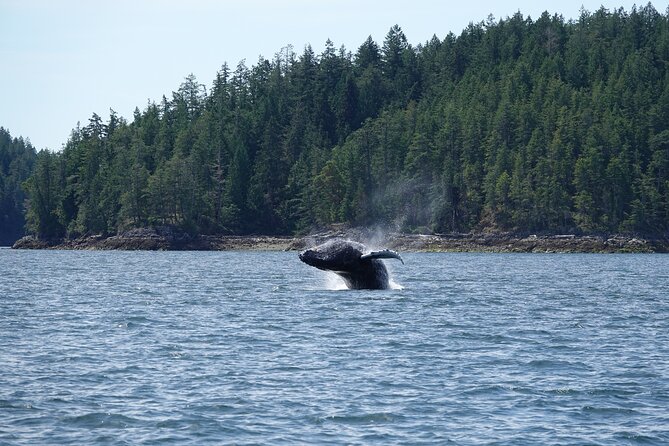 Zodiac Boat Whale and Wildlife 7-8-Hour Tour from Campbell River - A full day in the hunt for wild coastal life
