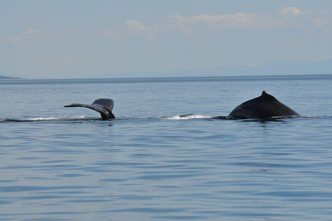 Zodiac Boat Whale and Wildlife 7-8-Hour Tour from Campbell River - What the day feels like in practice