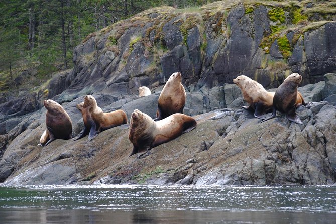 Zodiac Boat Whale and Wildlife 7-8-Hour Tour from Campbell River - Booking, price, and cancellation details