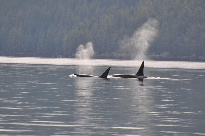 Zodiac Boat Whale and Wildlife 7-8-Hour Tour from Campbell River - Why seven to eight hours changes the experience