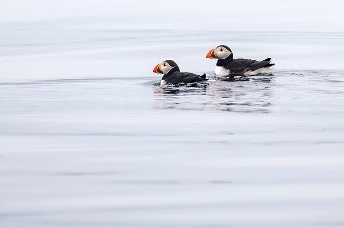 Zodiac Coastal Tour with Naturalist Guide: Lunenburg - Jason and Deb Bring the Coast to Life