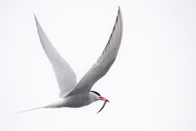 Zodiac Coastal Tour with Naturalist Guide: Lunenburg - Practical Details Before You Go