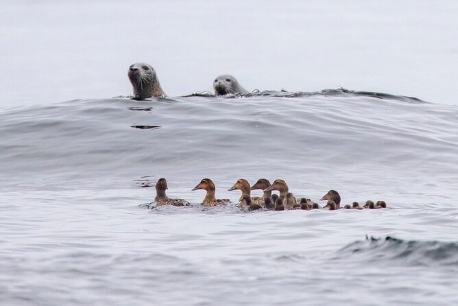 Zodiac Coastal Tour with Naturalist Guide: Lunenburg - Should You Book the Lunenburg Zodiac Tour?
