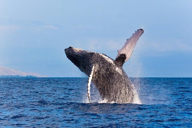 Zodiac Raft Whale Watching Adventure - A three-hour whale search off the Kona Coast