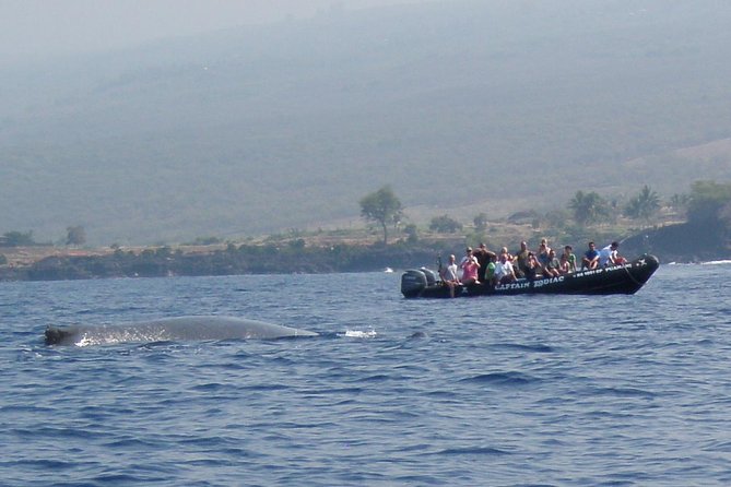 Zodiac Raft Whale Watching Adventure - The captains make the difference