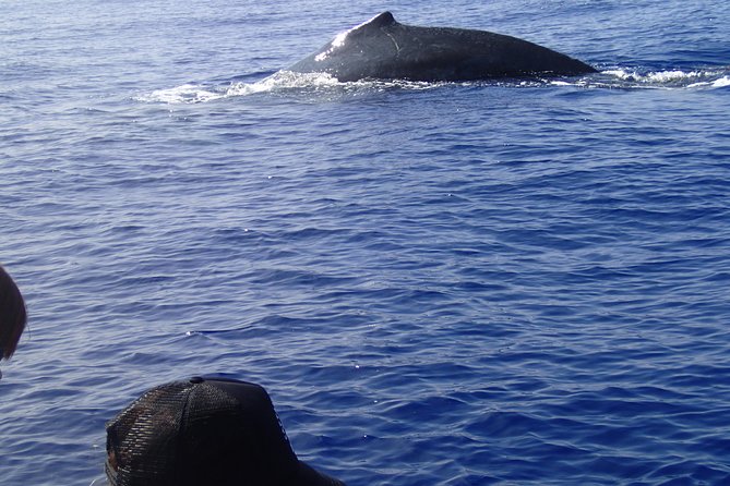 Zodiac Raft Whale Watching Adventure - Price, value, and what is included