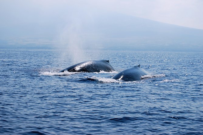 Zodiac Raft Whale Watching Adventure - Who should book this adventure