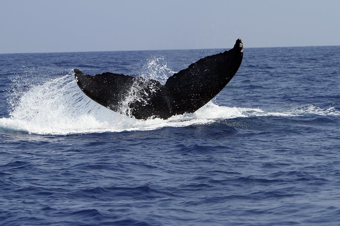 Zodiac Raft Whale Watching Adventure - Humpbacks, calves, and the best winter encounters