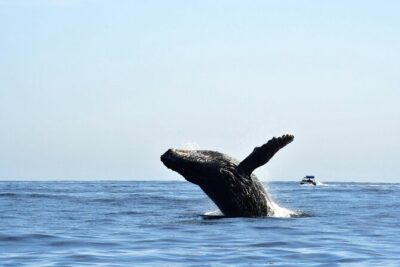ZODIAC Whale Watch Tour | Cabo San Lucas | Biologist | FREE Pics