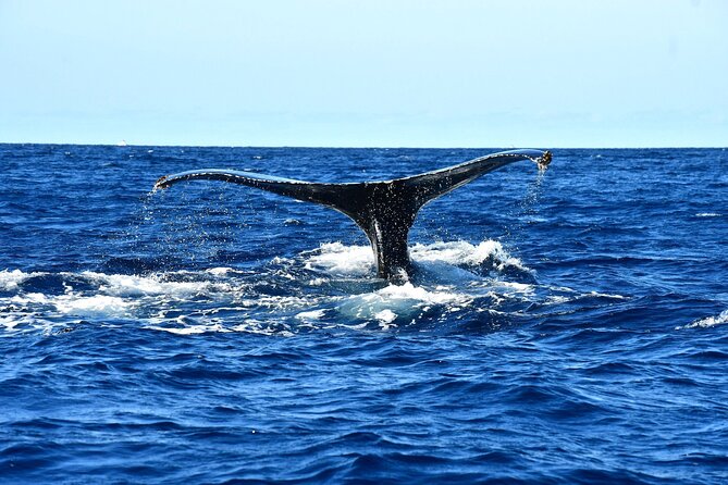 ZODIAC Whale Watch Tour | Cabo San Lucas | Biologist | FREE Pics - Dolphins, turtles, rays, and other wildlife