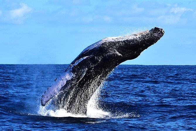 ZODIAC Whale Watch Tour | Cabo San Lucas | Biologist | FREE Pics - Hearing whale song and putting down your phone