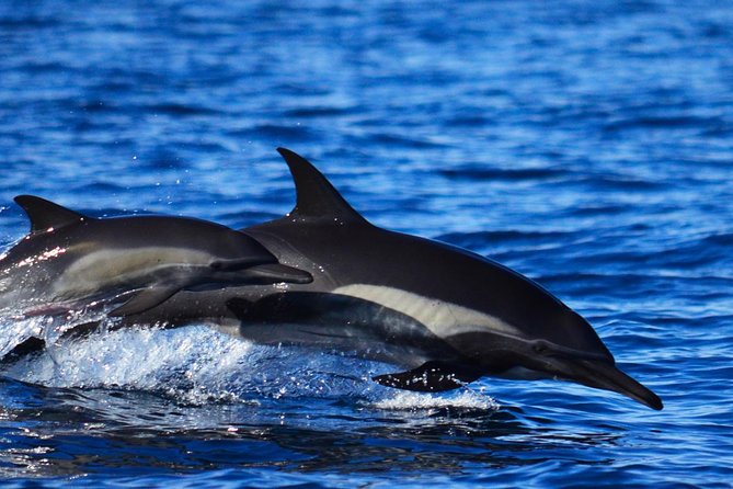 ZODIAC Whale Watch Tour | Cabo San Lucas | Biologist | FREE Pics - What the $109 price includes