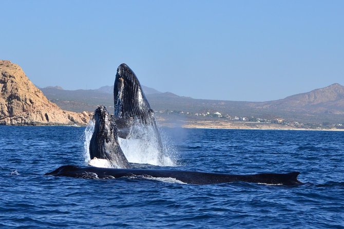 ZODIAC Whale Watch Tour | Cabo San Lucas | Biologist | FREE Pics - Weather, comfort, and practical limits