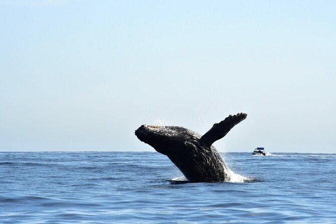 ZODIAC Whale Watch Tour | Cabo San Lucas | Biologist | FREE Pics - El Arco, Lovers Beach, and Pelican Rock